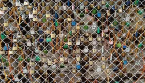 Padlocks linked to a fence.