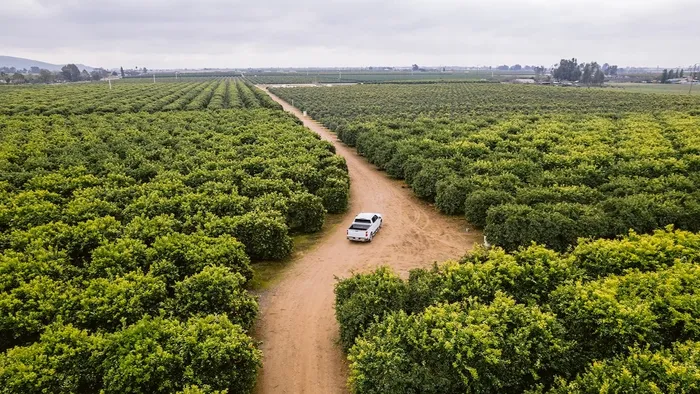 Seen from above, a white pickup truck drives through expansive fields of citrus trees