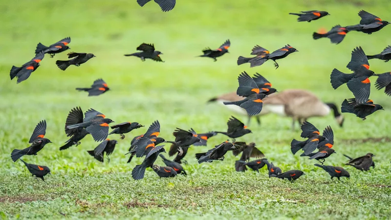 Image of a flock of Redwing Blackbirds taking off, backgrounded by a green pasture to symbolize migration with Jamf and Apple Business Manager Migration.