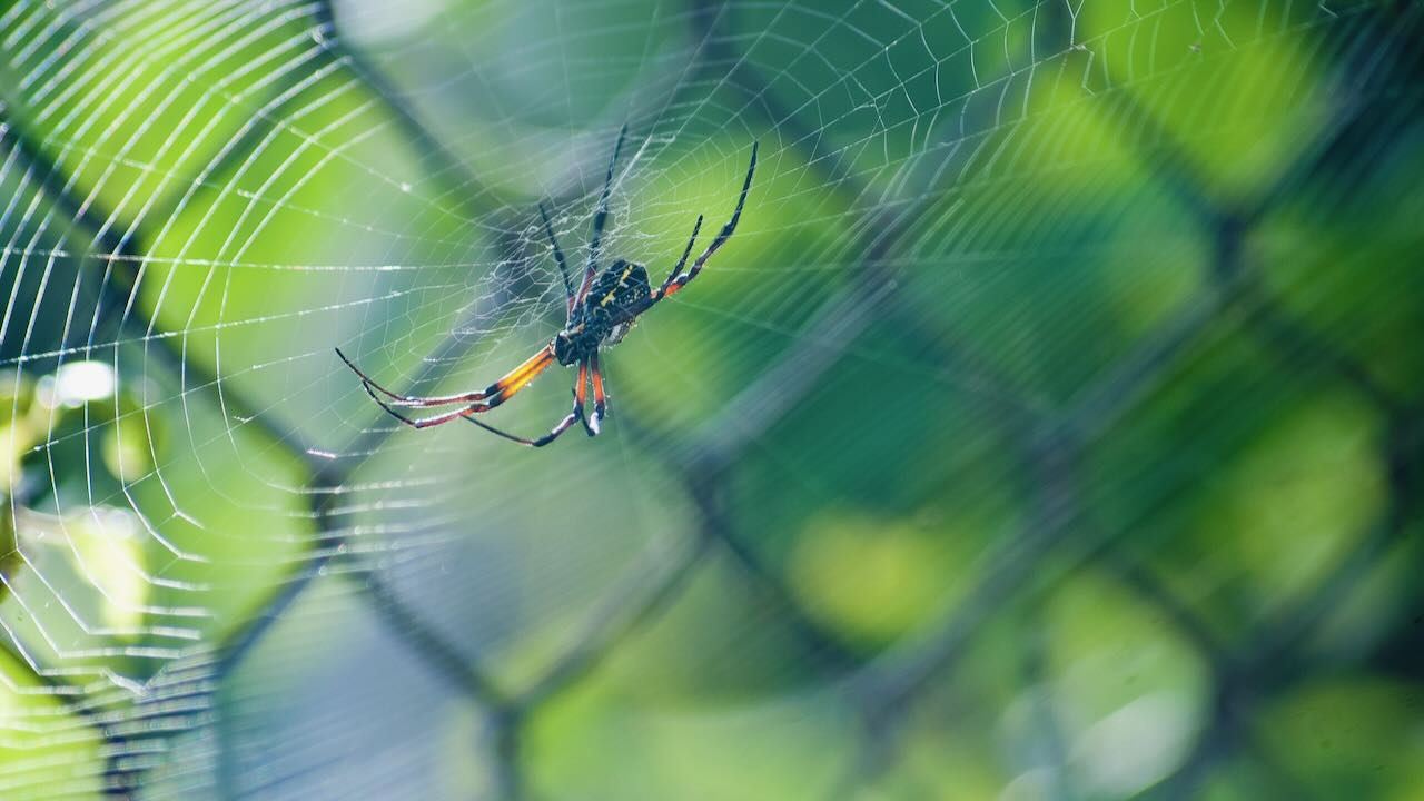 Spider spinning a complex web.