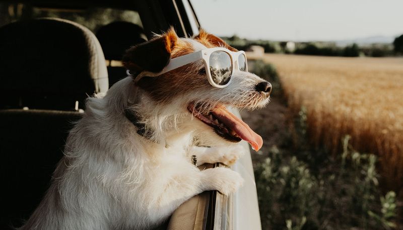 Dog wearing sunglasses while looking out the window of a car