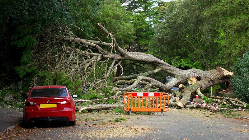 Car stranded after giant tree falls on the highway, blocking path.