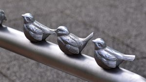 Silver sparrows