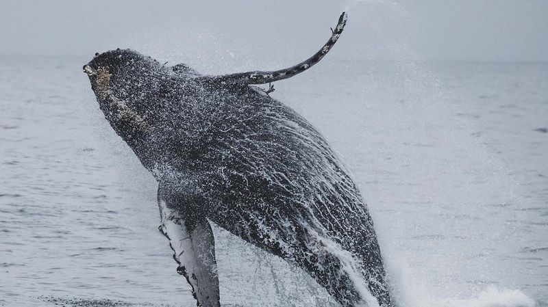 Giant whale leaping out of then water, causing a splash