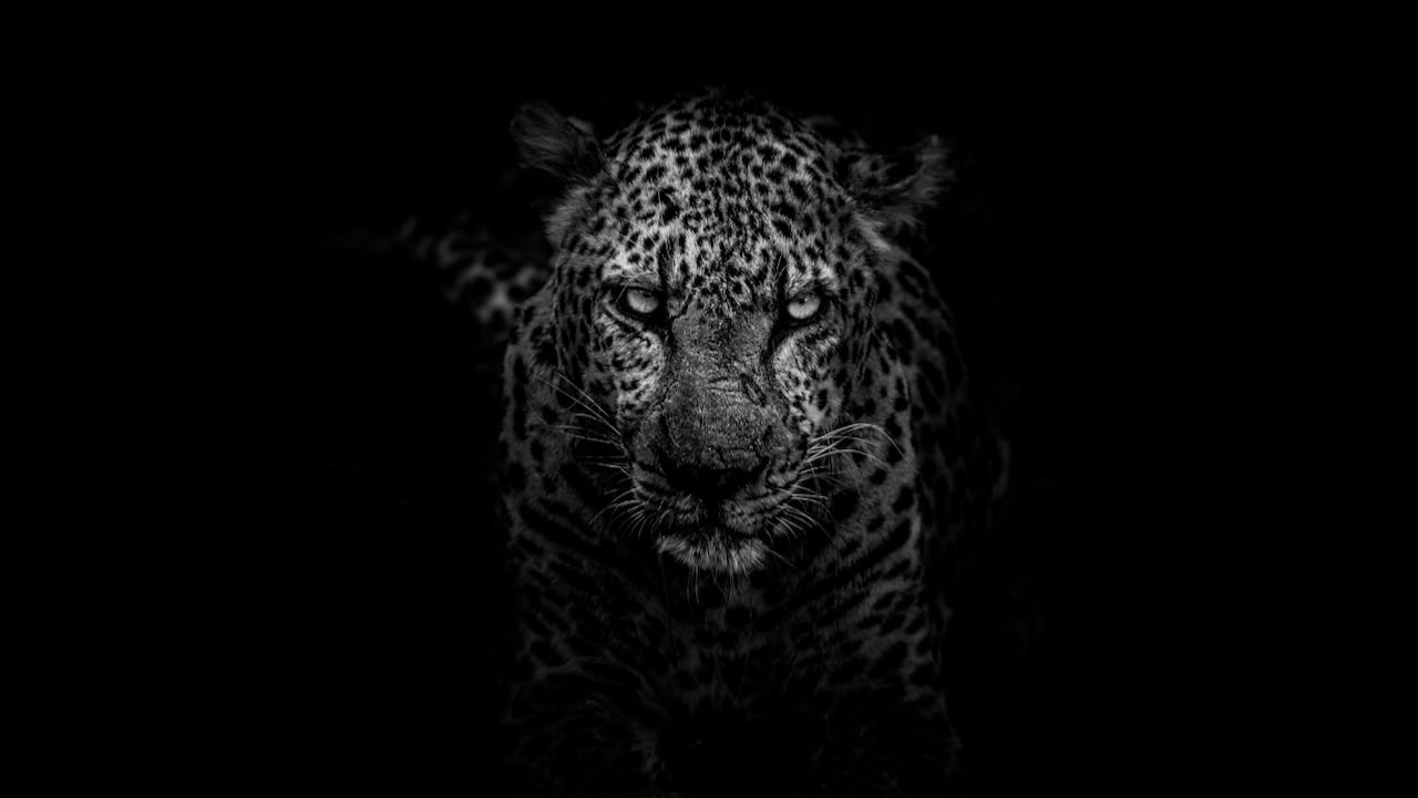 Grayscale photo of a panther representing an advanced persistent threat